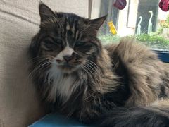 -Anne猫窝咖啡屋