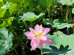 -莲花池公园