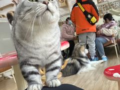 -李小姐の猫咖啡馆(五角场店)