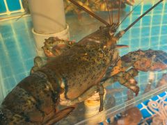 -隐炉和牛烧肉店(群力店)