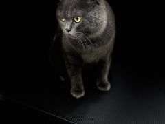 -爱洗澡的猫(天河路店)