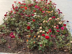 -徐家汇源景区-衡山公园