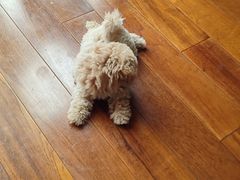 -翊宠yipet猫狗购宠庄园犬舍•猫舍