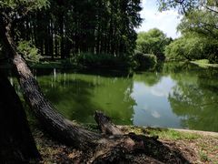 -上海共青森林公园