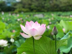 -金山公园