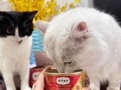 -宠物星动物医院·眼科·异宠·猫科(江南大道总院)