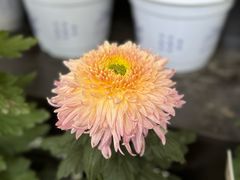 -杭州植物园