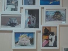 -猫音日语留学培训