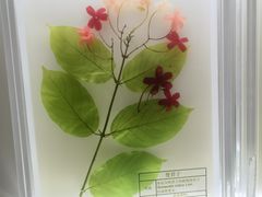 -广东中医药博物馆