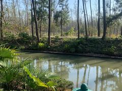 -合肥滨湖国家森林公园