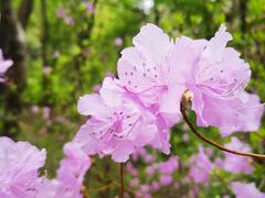 -黑龙江省森林植物园