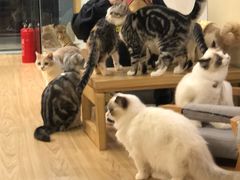 -逗柴咖啡屋·狗咖猫咖宠物桌游