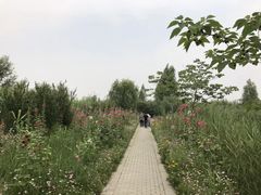 -泗洪洪泽湖湿地景区