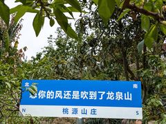 -桃源山庄·水蜜桃采摘·柴火鸡·烧烤团建(龙泉山店)