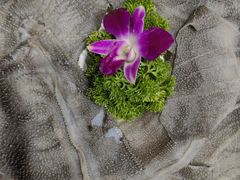 -重庆川渝肥妹火锅