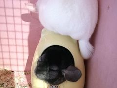 -藦茜花园宠物主题亲子互动体验馆(国顺东路店)