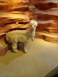 -酷嗒动物文化乐园(cutezoo西溪乐天城店)