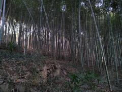 -上海佘山国家森林公园天马山园