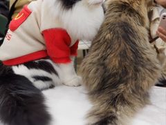-安格丽娜·狗咖·猫咖羊驼咖(春熙路百盛商场店)