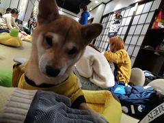 -逗柴咖啡屋·狗咖猫咖宠物桌游