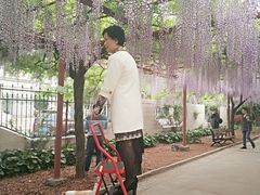 -嘉定紫藤园