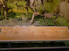 -天津自然博物馆