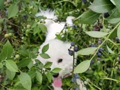 -金谷域澳洲庄园