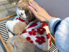 -伟伟宠物医院·CT影像中心·瑞派犬猫综合性门诊(汉口总院)
