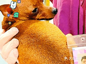 爱宠物就带它去体检叭～超推荐这家️
