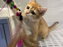 -lincat·猫舍(广州店)