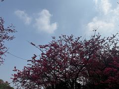 -南山植物园