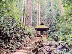 -西双版纳原始森林公园