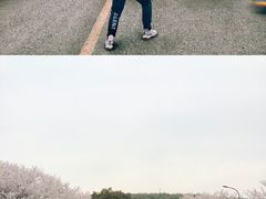 -武汉大学-樱园