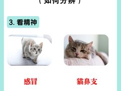 -美联众合爱康动物医院•复杂内科•肿瘤科•牙科•腔镜诊疗中心