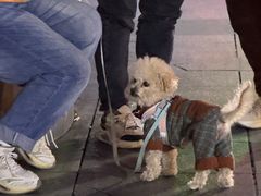 -重庆十八梯传统风貌区