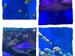 -海合安武汉极地海洋公园