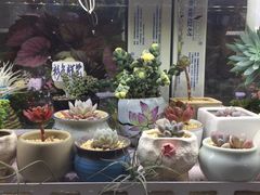 -万商花鸟市场