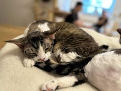 -有喵·猫咖·狗咖·30几只猫10只小狗(岗厦店)