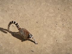 -济南野生动物世界