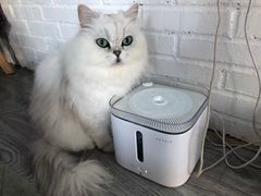 -喵屿·大理花园猫咖