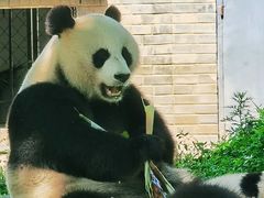 -都江堰中华大熊猫苑