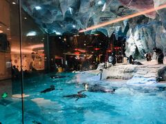 -帝企鹅自助餐厅•儿童岛•真企鹅(长隆企鹅酒店)