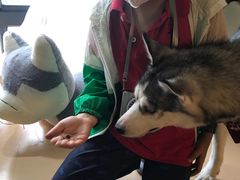 -Husky Go! 哈士奇体验馆·宠物咖啡厅狗咖