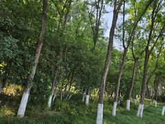 -大兴滨河森林公园