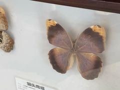 -上海大自然野生昆虫馆(东方明珠·爬宠昆虫探索中心)