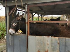 -元鼎宝驴香·全驴宴(江宁店)