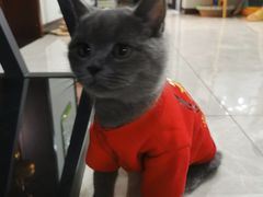 -天使宠物医院·犬猫分诊(彩虹店)