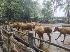 -海南热带野生动植物园