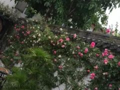 -三圣花乡旅游区