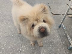 -Let's go狗咖·猫咖·奶狗·桌游(春熙路IFS店)